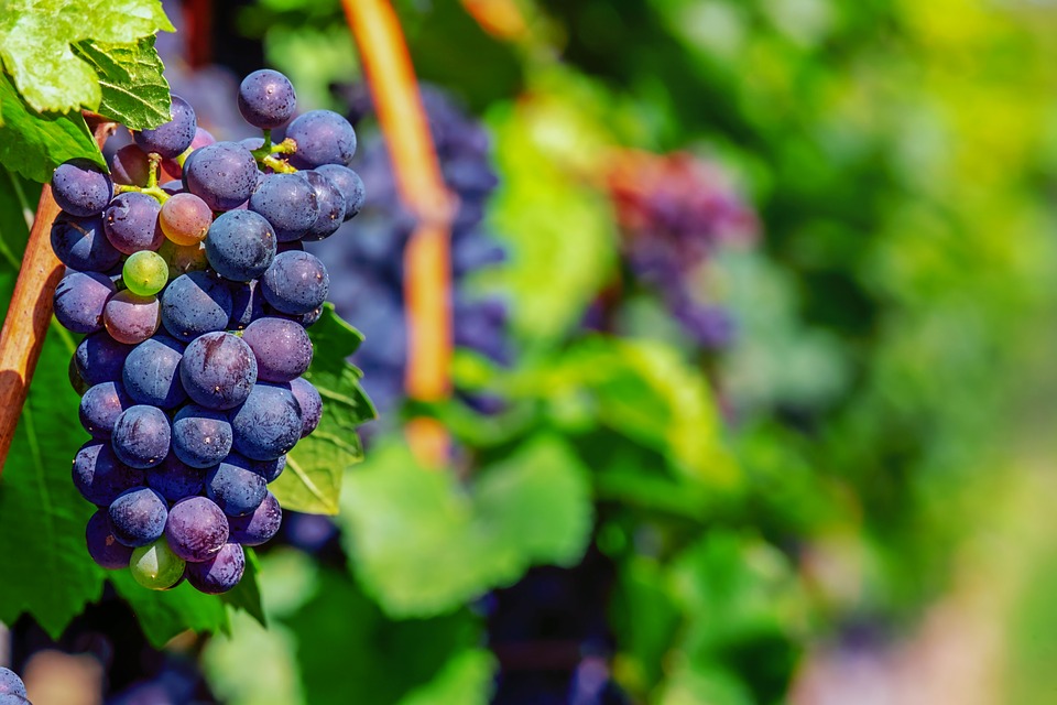 Culture : les vins issus de l'agriculture raisonnée