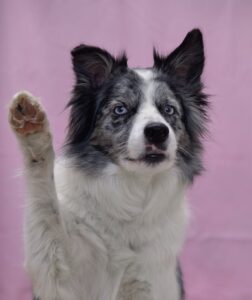comportement de votre chien