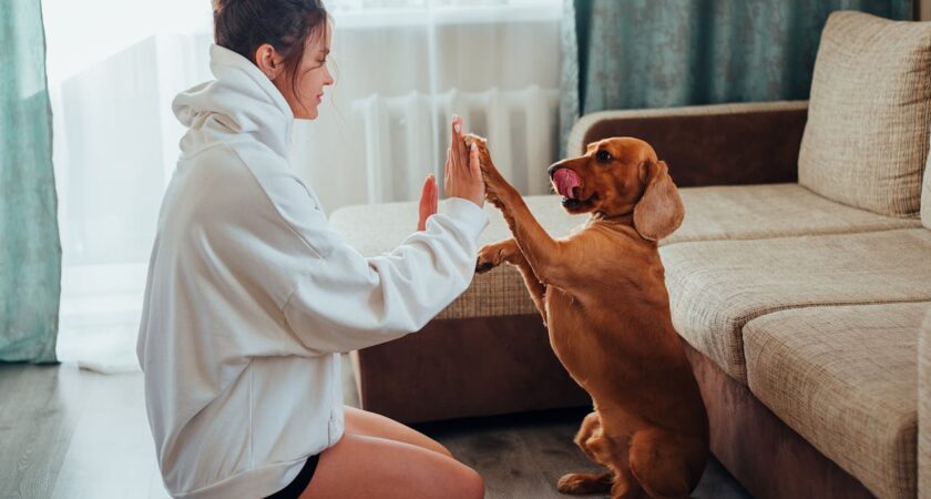 La communication interespèces : décrypter le langage corporel de votre chien