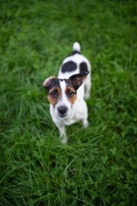 les signaux de votre chien